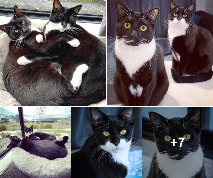 Dynamic Duo: Meet Charlie and Sylvester, the Personality-Packed Rescued Cat Brothers Bringing Cattitude to Their New Home