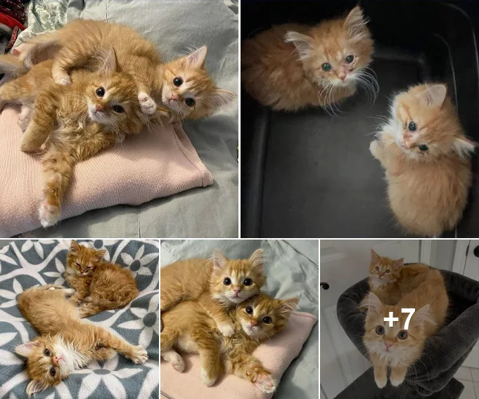 Nurtured to Happiness: Twin Kittens Thrive as Contented Ginger Cats in a Secure and Cozy Home