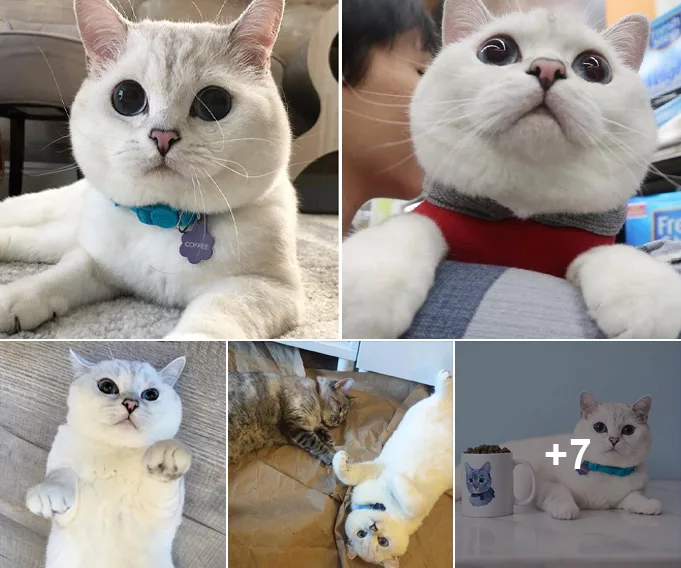 Mesmerizing the Web: Supermodel Cat’s Diamond Eyes Capture the Internet’s Gaze