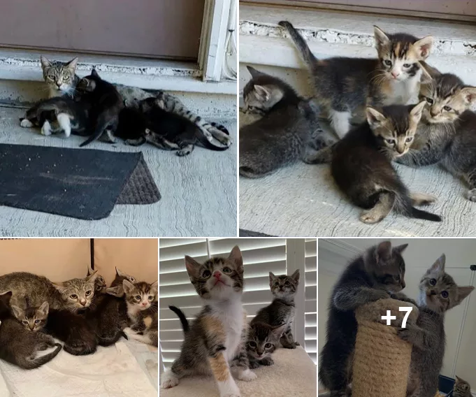 Feline Gratitude: Cat Guides Her Kittens to Benefactor’s Home as a Thankful Gesture