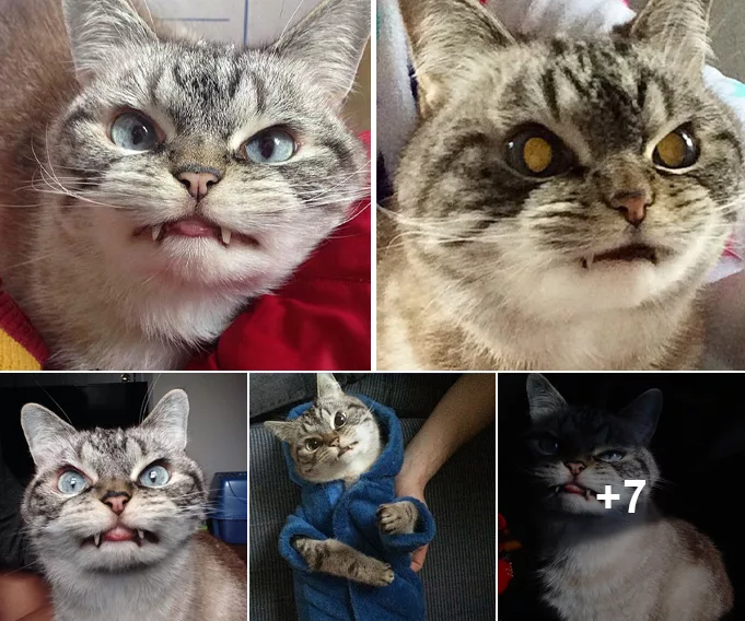 Meet Loki: The Enchanting Vampire Cat Whose Charisma and Uniqueness Are Irresistible