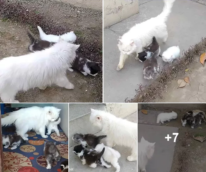Devoted Mother Cat Roundups Her Playful Kittens into the Cozy Indoors