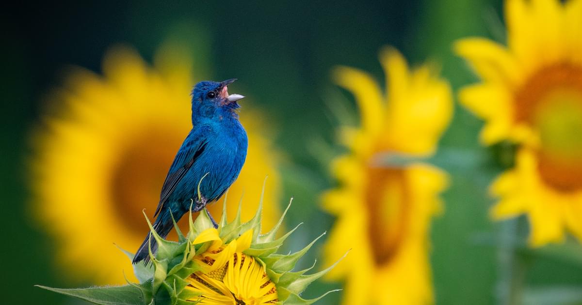 Indigo Buntings: Nature's Living Blue Jewels Seamlessly Blending with the Sky