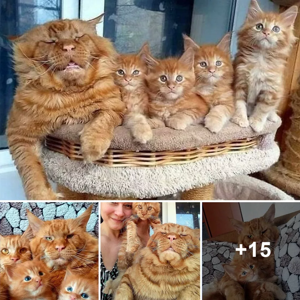 "The Purrfectly Delightful Maine Coon Cats: Spreading Joy on Social 